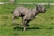 ipo3 FURFANTE RIPRODUTTORE SELEZIONATO ENCI - Triola Cane Corso